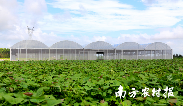 2022年,以甘薯为主导产业的广东省陆丰市现代农业产业园入选国家级现代农业产业园创建名单。 图片