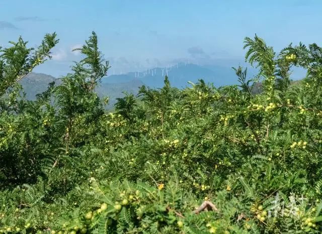 华侨管理区奎池山油柑园。南方+拍客 王美燕 摄 图片