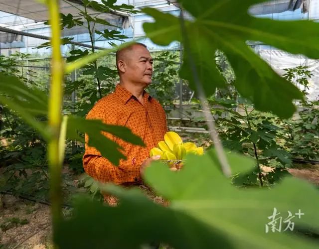 印尼豪哥果园内。南方+拍客 王美燕 摄 图片